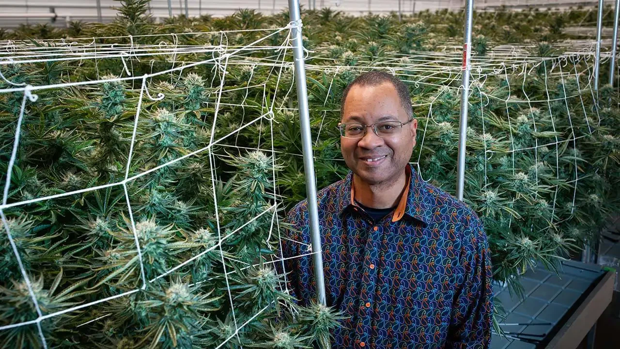 Tandans jenetik marigwana pou pwolonje pi lwen pase gwo THC an 2024